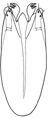 geniculatus